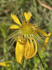 Berkheya insignis