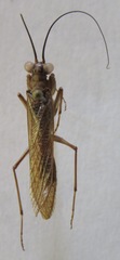 Mantoida