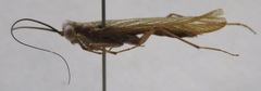 Mantoida