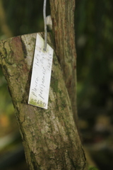 Pleurothallis perijaensis