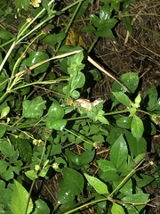 Anolis cristatellus