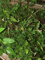 Anolis cristatellus
