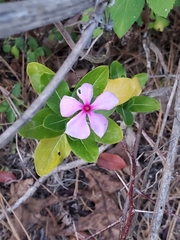 Catharanthus roseus image