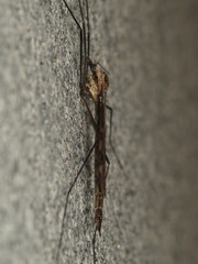 Tipula coquilletti