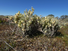 Atriplex lindleyi inflata