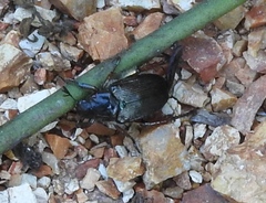 Strigoderma sulcipennis