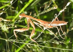 Eumantodea