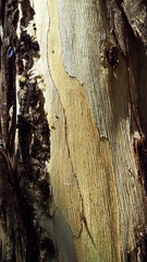 Eucalyptus amplifolia