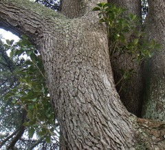 Ficus macrophylla