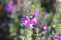 Angelonia angustifolia