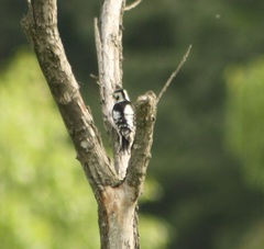 Yungipicus canicapillus