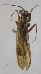 Mantoida