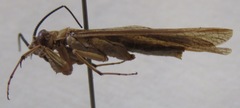 Mantoida