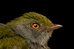 Ilicura militaris