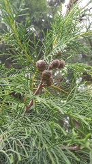 Cupressus torulosa