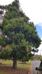 Cupressus torulosa