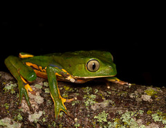 Phyllomedusa burmeisteri