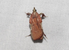 Galasa nigripunctalis