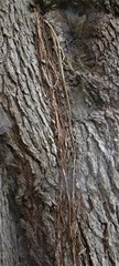 Ficus macrophylla
