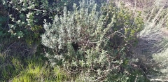 Salvia leucophylla × mellifera