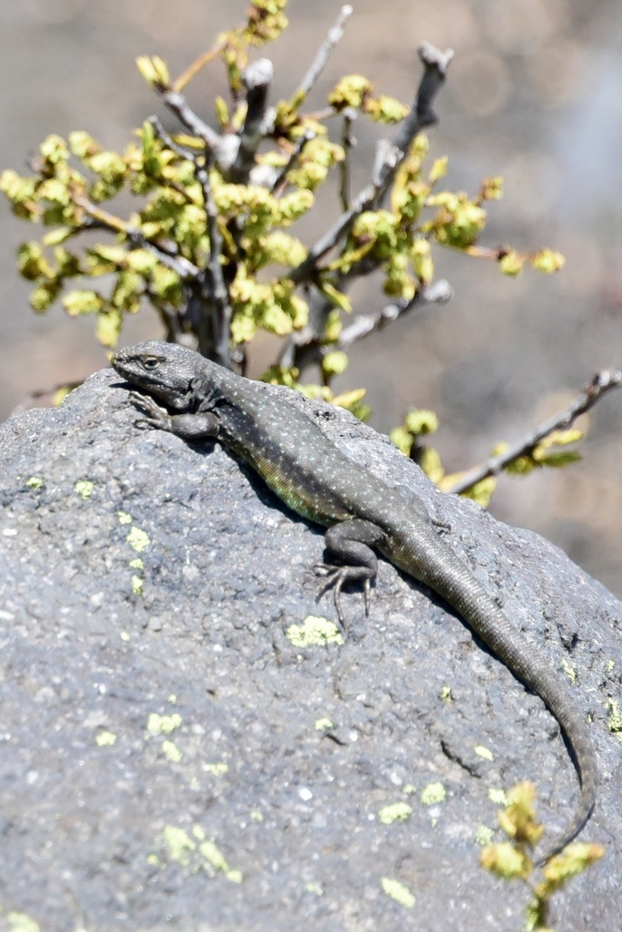 Peak Tree Iguana