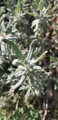 Salvia leucophylla × mellifera