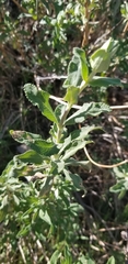 Salvia leucophylla × mellifera
