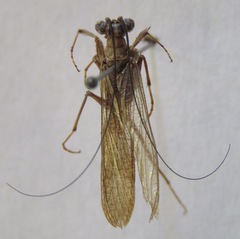 Mantoida