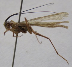Mantoida