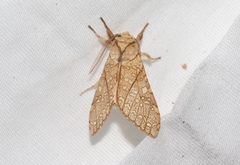 Lophocampa mixta