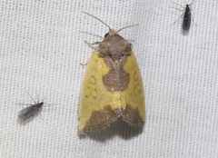 Stiria satana