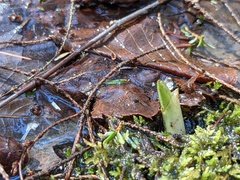 Platanthera grandiflora
