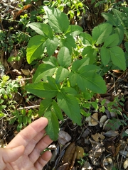 Angelica californica