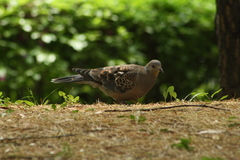 Streptopelia orientalis