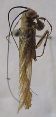 Mantoida