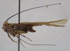Mantoida