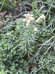 Pseudognaphalium viscosum