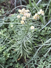 Pseudognaphalium viscosum