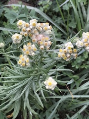 Pseudognaphalium viscosum