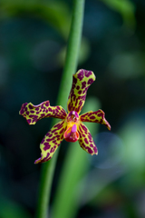 Vandopsis lissochiloides