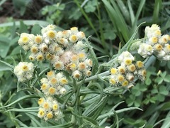 Pseudognaphalium viscosum