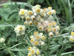 Pseudognaphalium viscosum