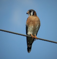 Falco sparverius paulus