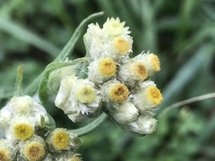 Pseudognaphalium viscosum