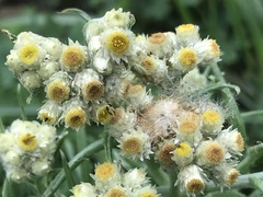 Pseudognaphalium viscosum