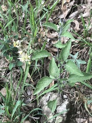 Solanum bulbocastanum