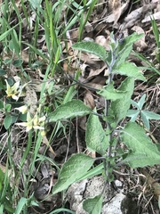 Solanum bulbocastanum