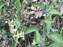 Solanum bulbocastanum