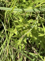 Adenanthellum osmitoides