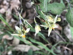 Solanum bulbocastanum